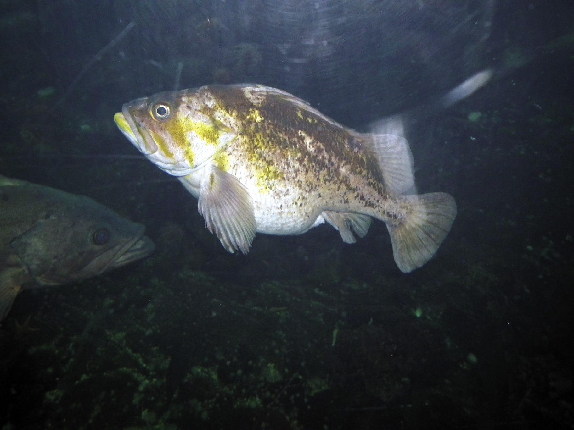 Cooper Rockfish female ready to spawn